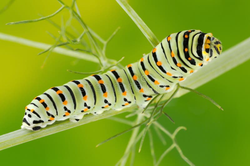 Swallowtail (Papilio Machaon) Caterpillar macro photo.