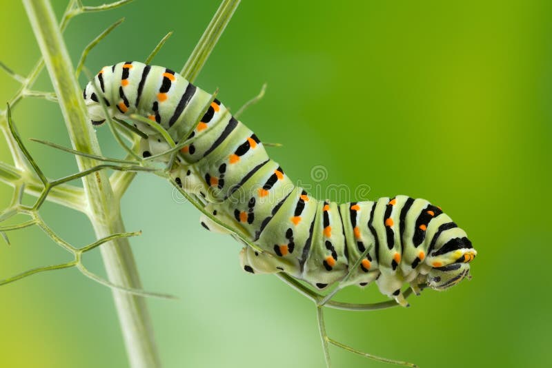 Swallowtail (Papilio Machaon) Caterpillar macro photo.