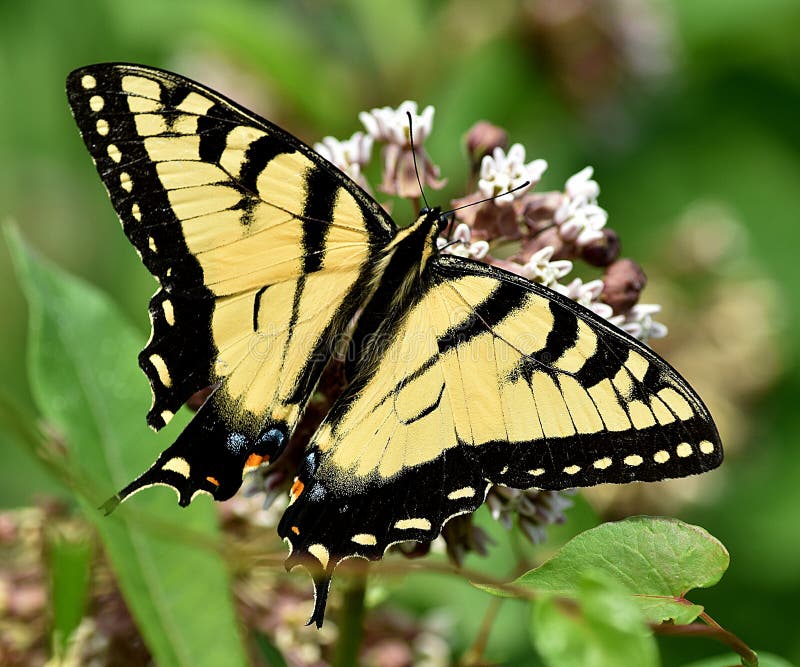Swallowtail του απογεύματος στοκ εικόνα Swallowtail του απογεύματος στοκ εικόνα