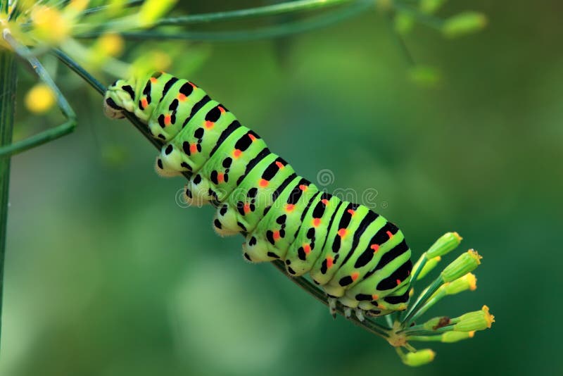 swallowtail гусеницы стоковые изображения swallowtail гусеницы стоковые изображения