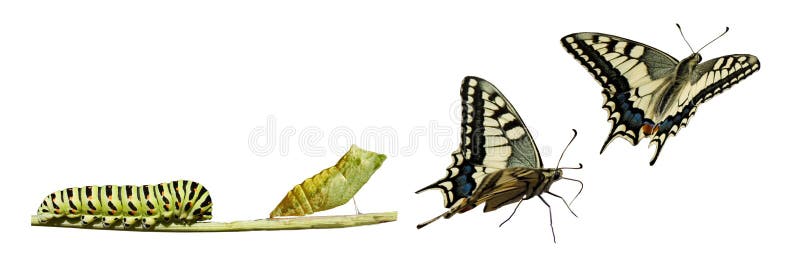 swallowtail метаморфозы стоковое фото swallowtail метаморфозы стоковое фото