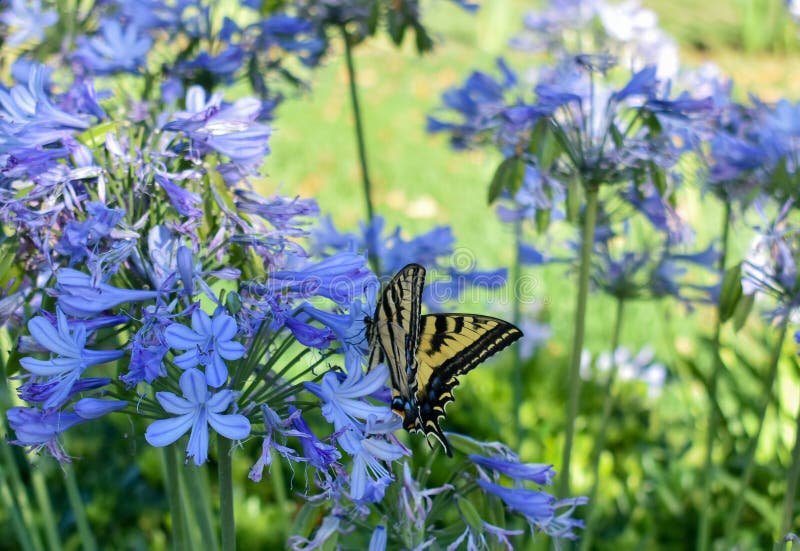 Western Tiger Swallowtail Butterfly resting on a Agapanthus `Peter Pan` African Lily.