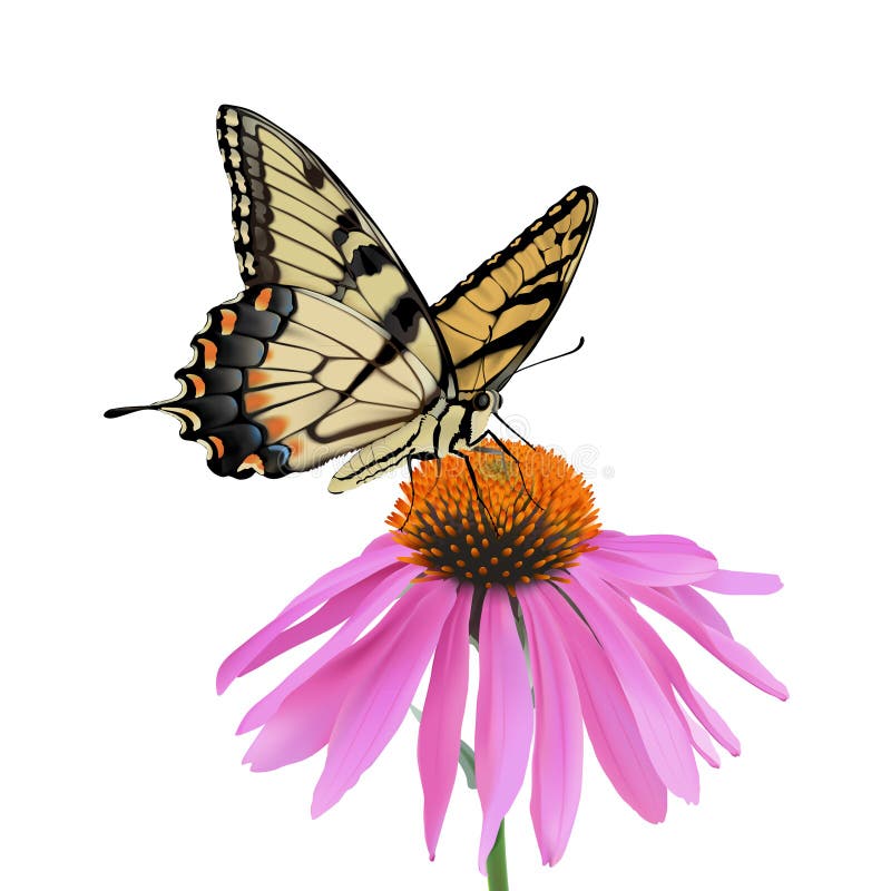 Swallowtailvlinder en Coneflower royalty-vrije illustratie Swallowtailvlinder en Coneflower royalty-vrije illustratie