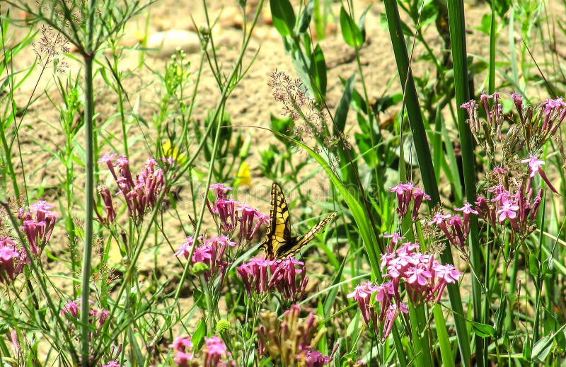Swallowtailvlinder op een achtergrond van wildflowers royalty-vrije stock afbeelding Swallowtailvlinder op een achtergrond van wildflowers royalty-vrije stock afbeelding