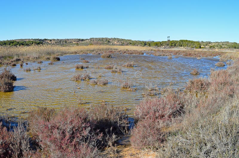 SwampMarshland Dangerous Pond Stock Image Image of construction