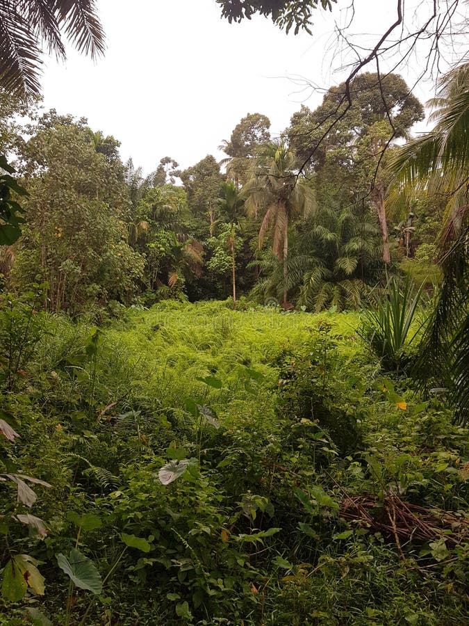 A swamp at the backyard stock image. Image of garden 191467605