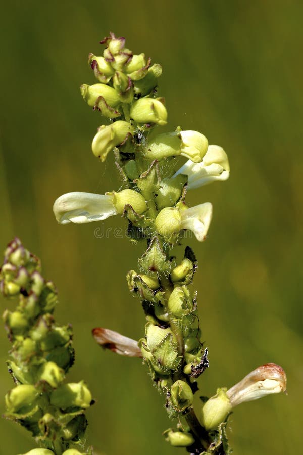 Close-up of Swamp Betony growing in Bluff Spring Fen Nature Preserve Elgin Illinois   601793  Pedicularis lanceolata. Close-up of Swamp Betony growing in Bluff Spring Fen Nature Preserve Elgin Illinois   601793  Pedicularis lanceolata