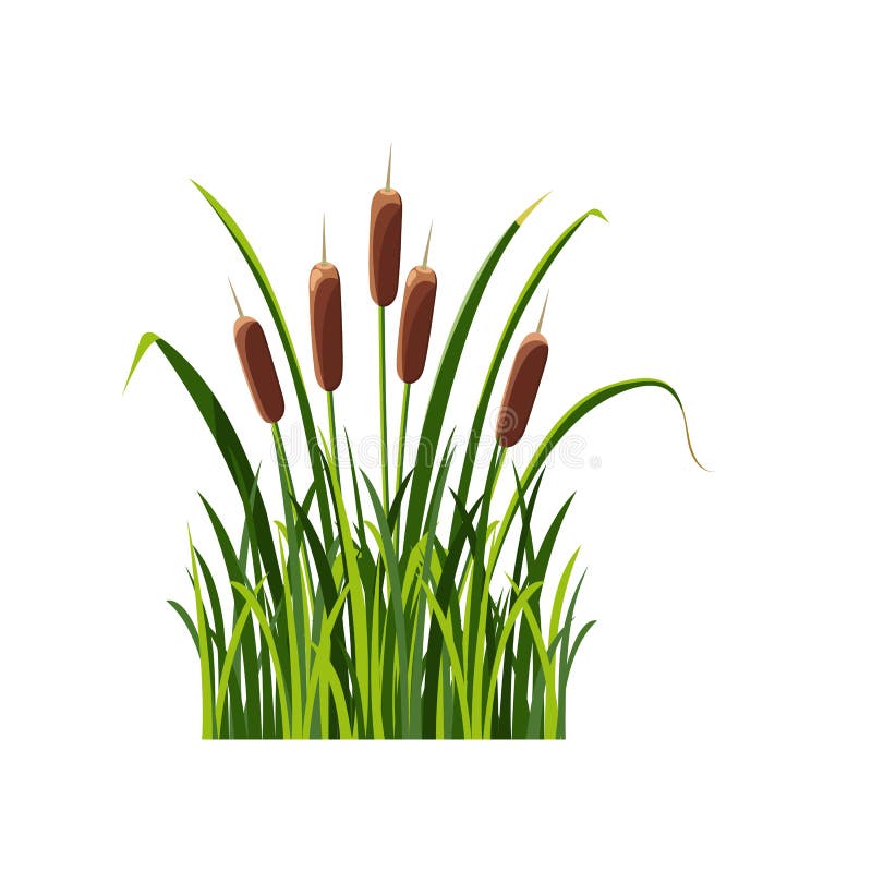 Swamp Cattail in the Grass, Isolated on White. Illustration Reed in ...