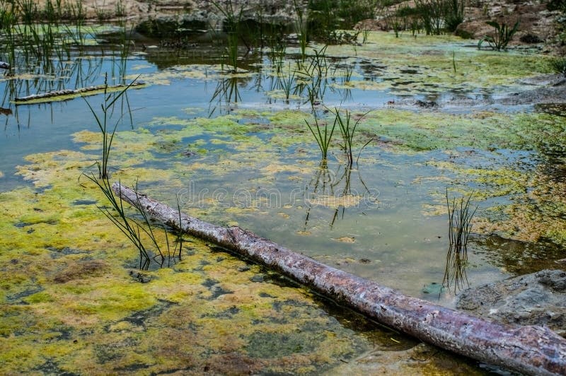 Swamp colors royalty free stock photography Swamp colors royalty free stock photography