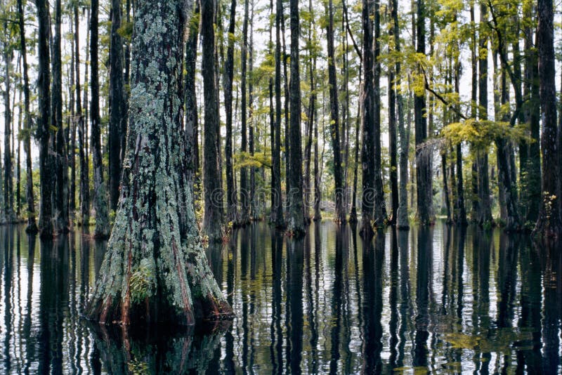 Swamp In Cypress Gardens A Swamp Forest And Its Calm Reflection