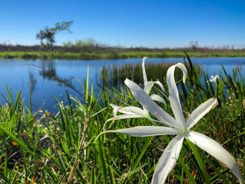 Swamp plants and cypress trees on the shore of the river. Swamp Flowers and reflections of the trees in a river royalty free stock photo Swamp plants and cypress trees on the shore of the river. Swamp Flowers and reflections of the trees in a river royalty free stock photo