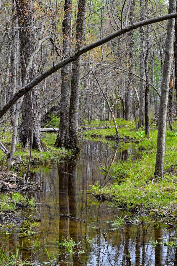 Down in the Swamp at the Oxbow Wildlife Refuge Stock Image Image of