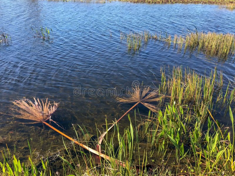 Swamp plants and wind. Swamp plants blowing in the wind royalty free stock photography Swamp plants and wind. Swamp plants blowing in the wind royalty free stock photography