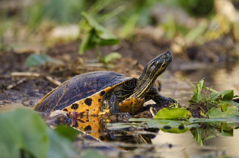 Swamp Pond Slider River Turtle, Okefenokee Swamp National Wildlife Refuge royalty free stock photo