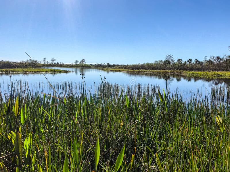Swamp river landscape. Tall reeds and swamp lilies on the river shore royalty free stock photos Swamp river landscape. Tall reeds and swamp lilies on the river shore royalty free stock photos