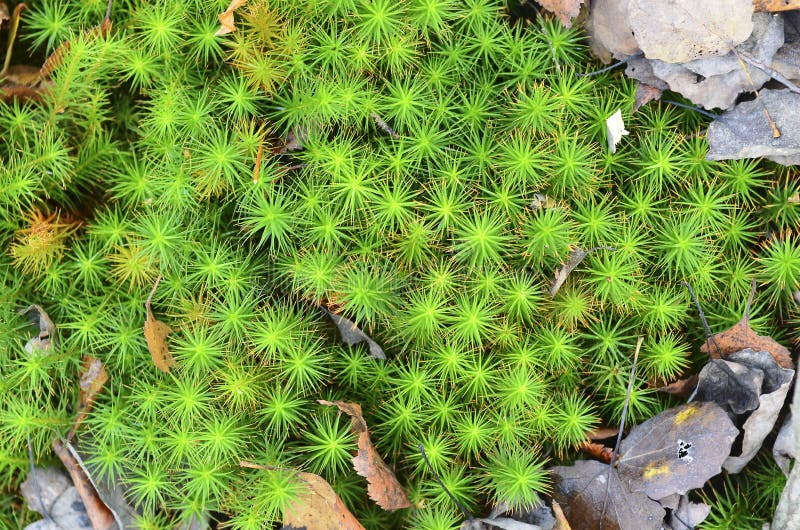 4,695 Sphagnum Moss Images, Stock Photos, 3D objects, & Vectors