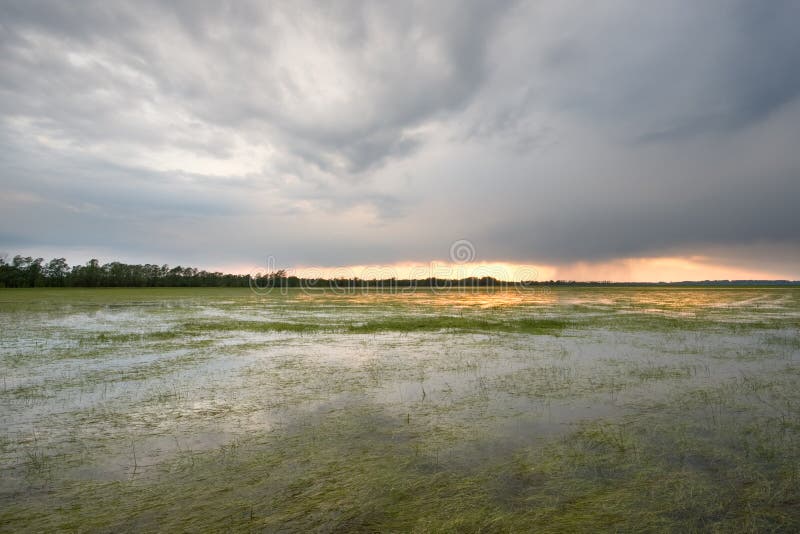 Swamp with stormy clouds