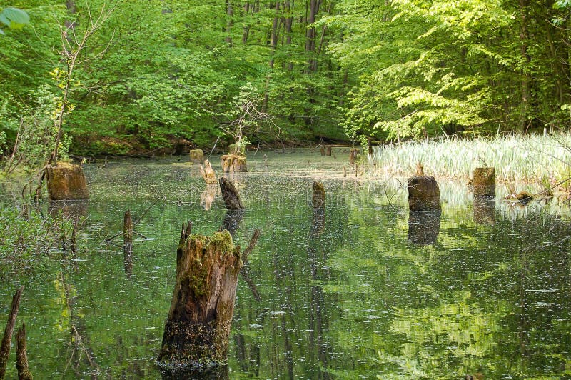 Swamp with stumps royalty free stock images Swamp with stumps royalty free stock images