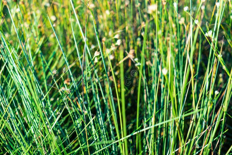 swamp vegetation close up with grass bents and foliage