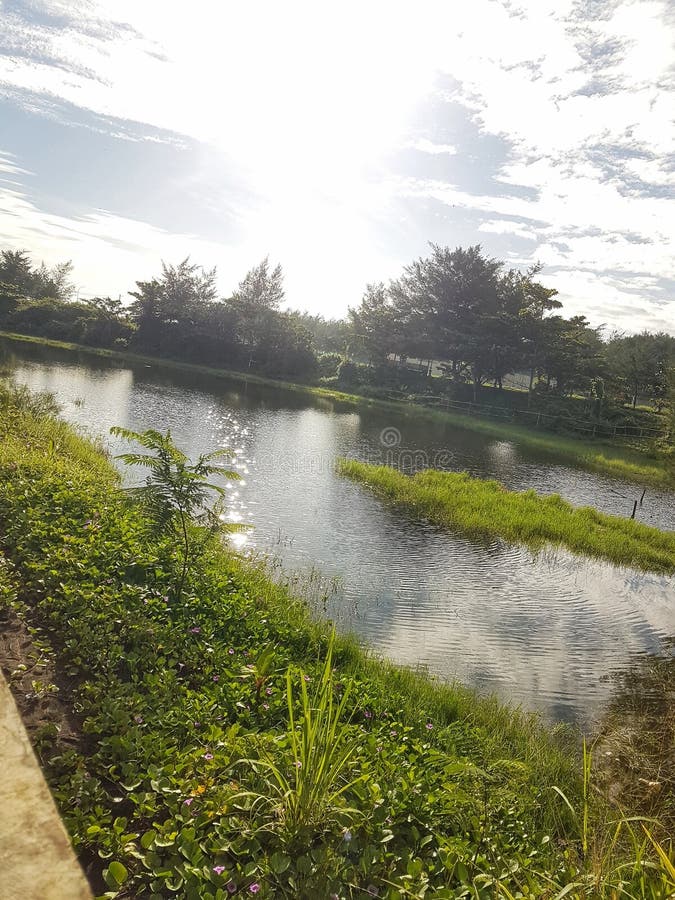 swamps with clear water and dim sunlight