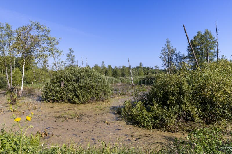 Swampy Terrain with Plants in Summer Stock Photo Image of water, wetlands 283119720