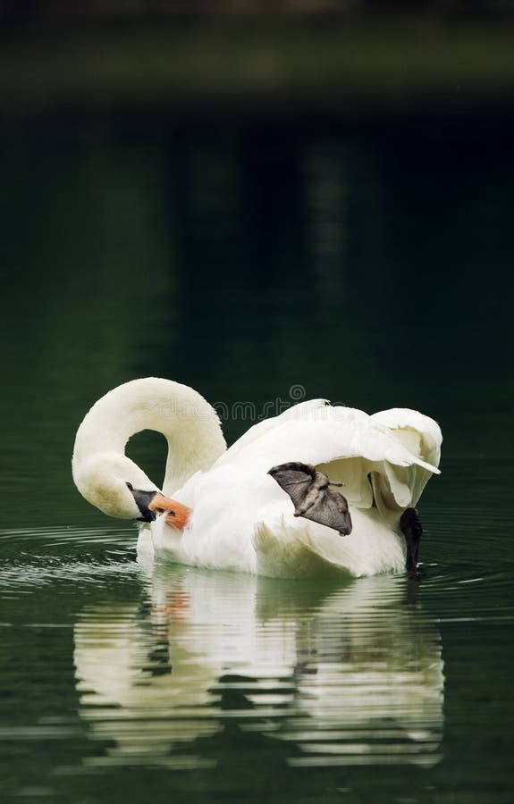 Swan