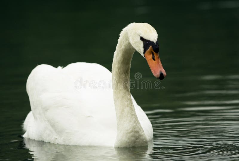 Swan