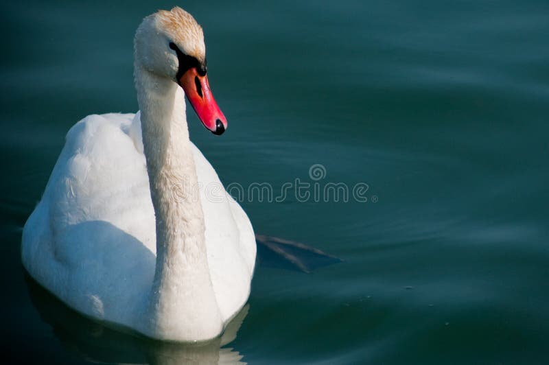 A swan