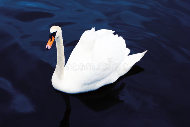 Swan