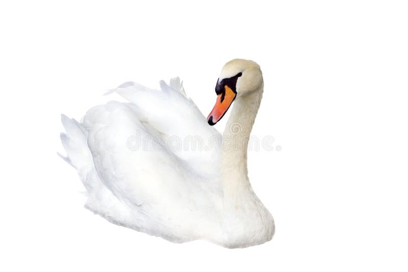 Swan