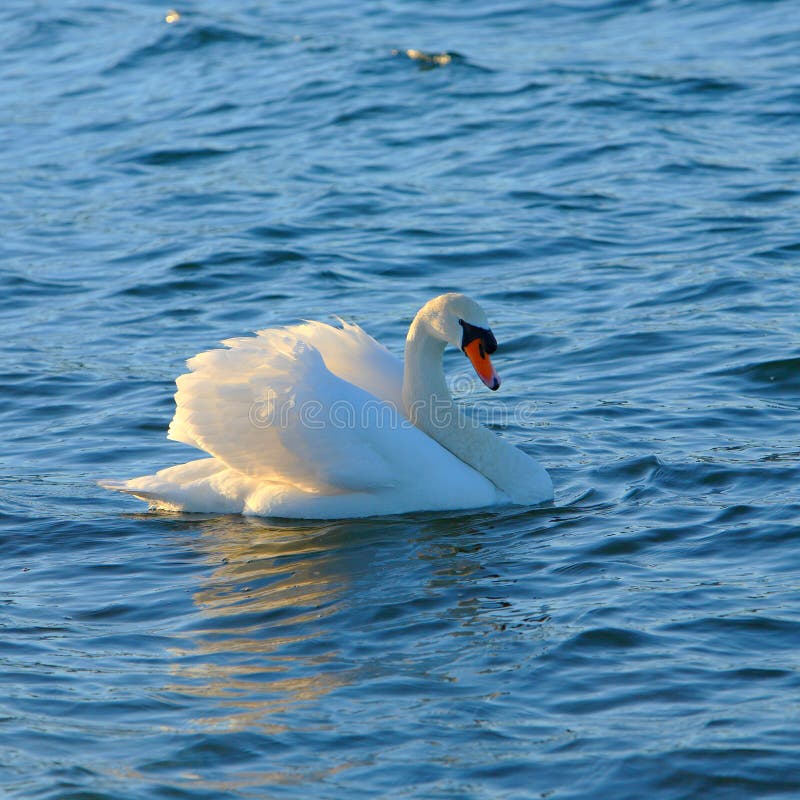 SWAN