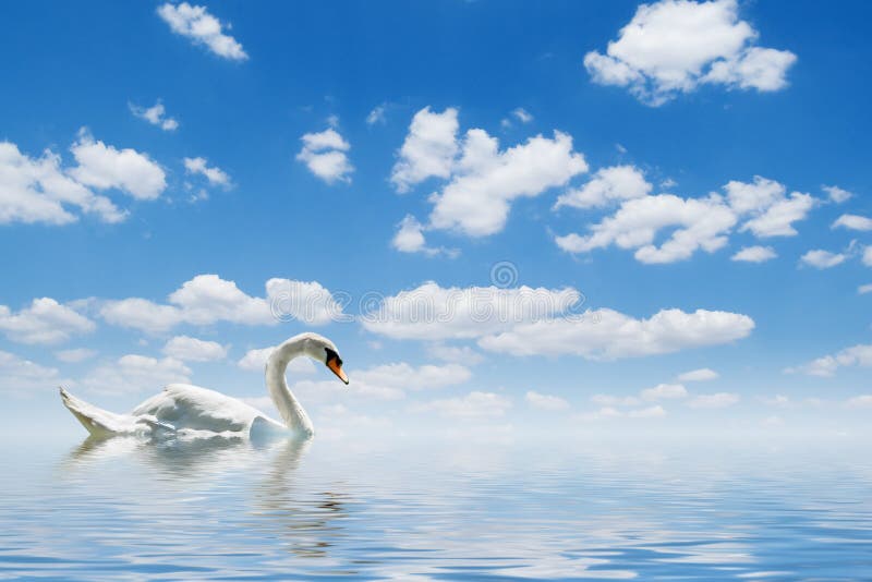 Swan royalty free stock photography