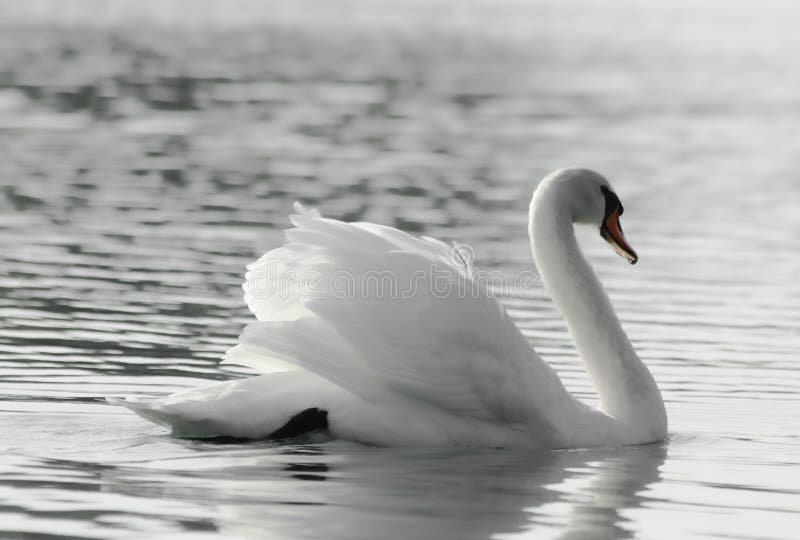 Swan