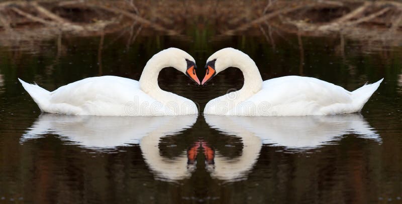 Swan affection