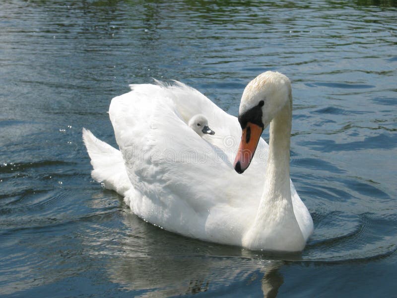 Swan with baby