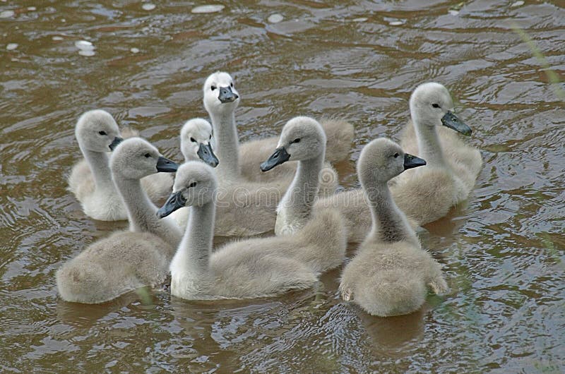 Beautiful newborn swan chicks swimming