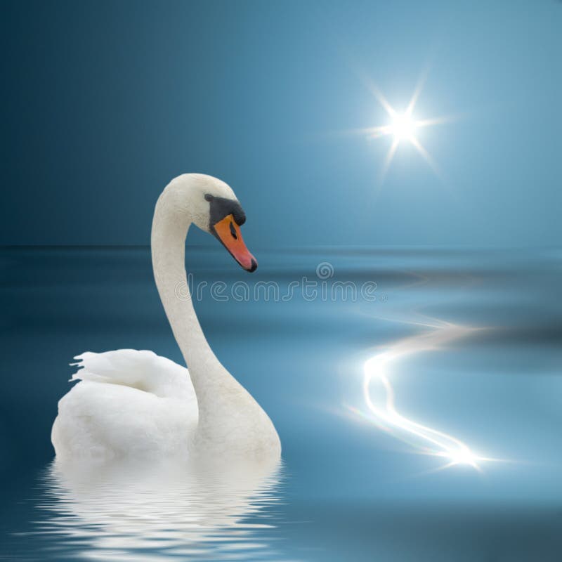 Swan on a blue water.