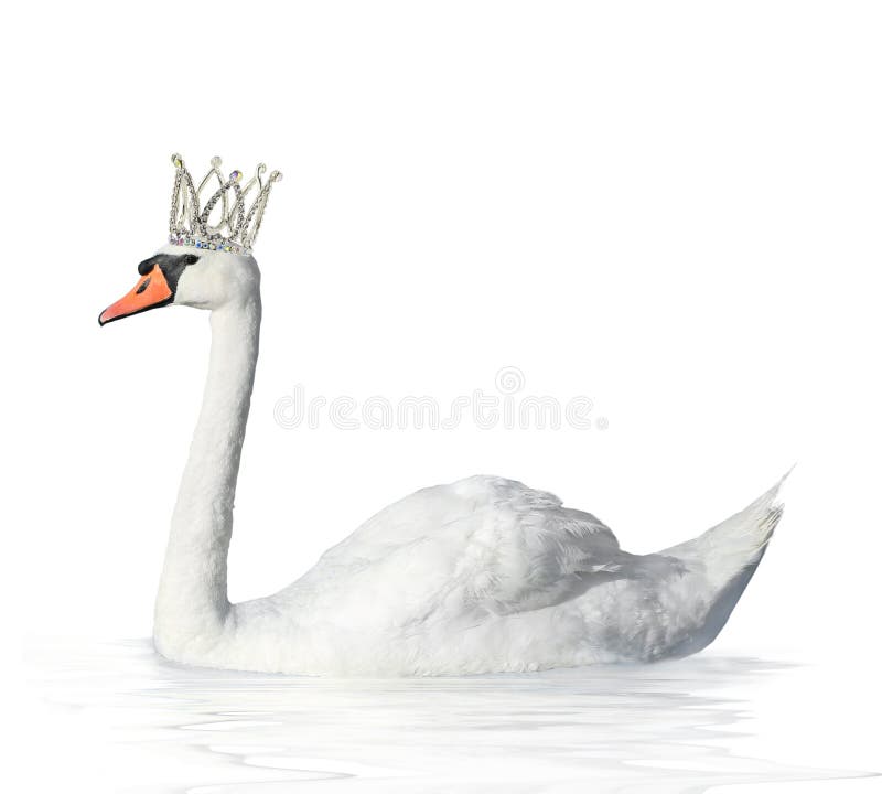 Swan