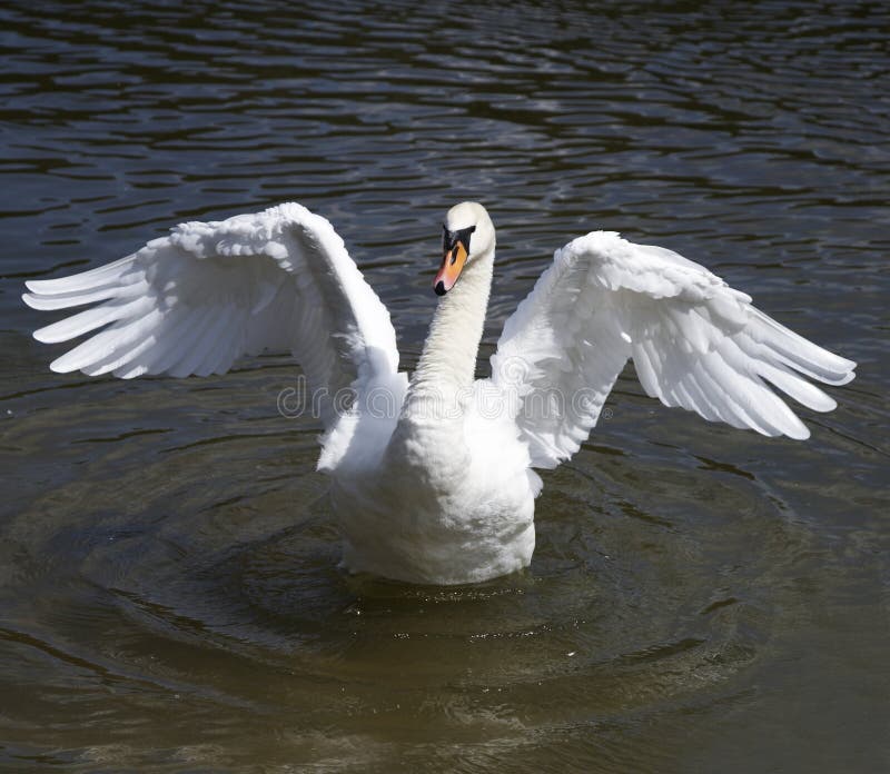 Swan Dance