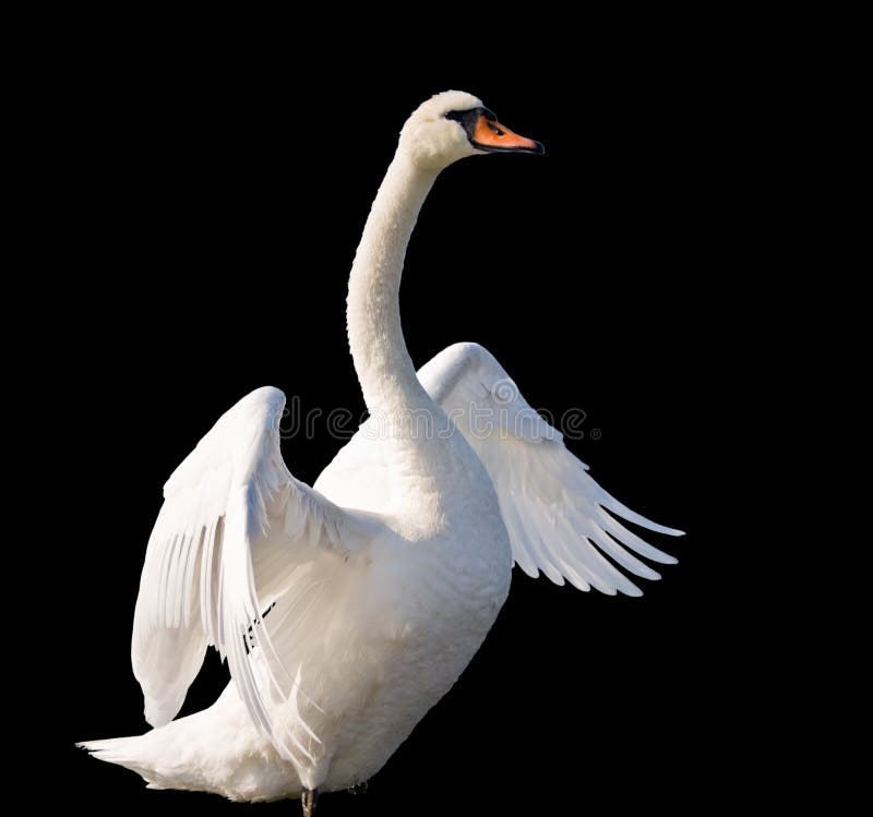 Swan dancing