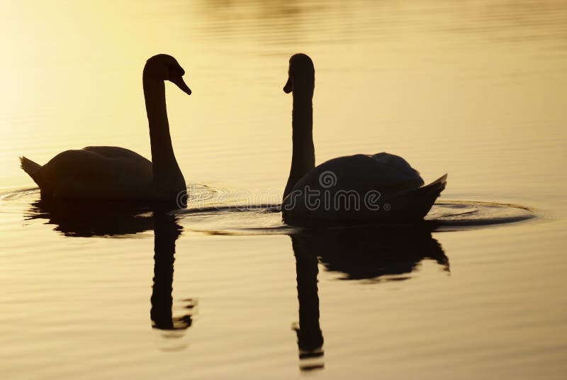 Swan at dawn