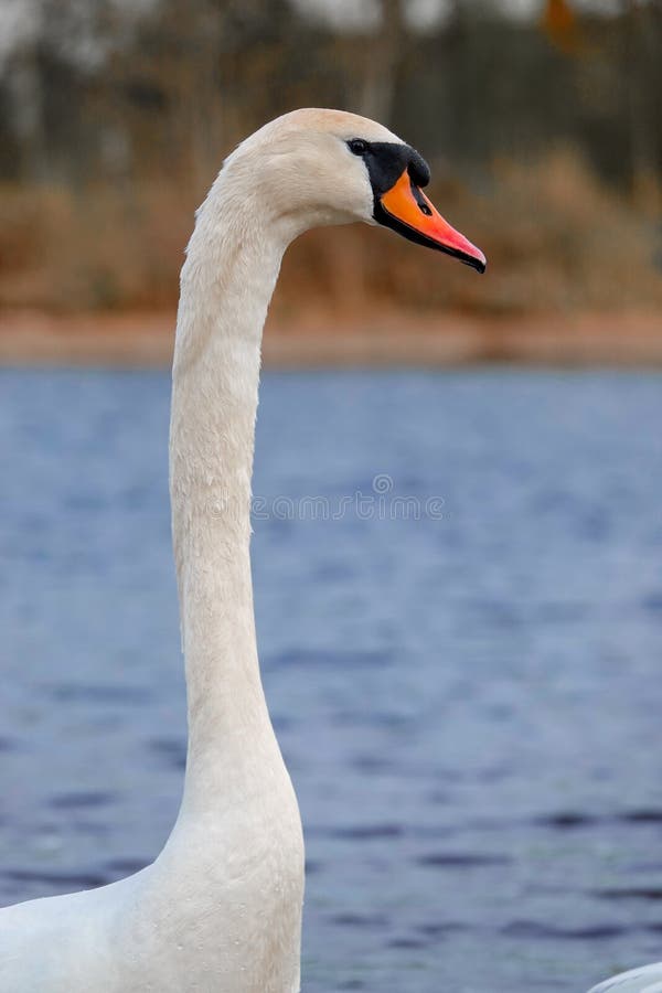 NThe swan stretched its neck in surprise as if it was amazed what was happening around. NThe swan stretched its neck in surprise as if it was amazed what was happening around