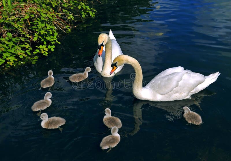 Swan family royalty free stock photos Swan family royalty free stock photos