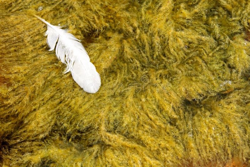 A swan feather floating in sea stock images A swan feather floating in sea stock images