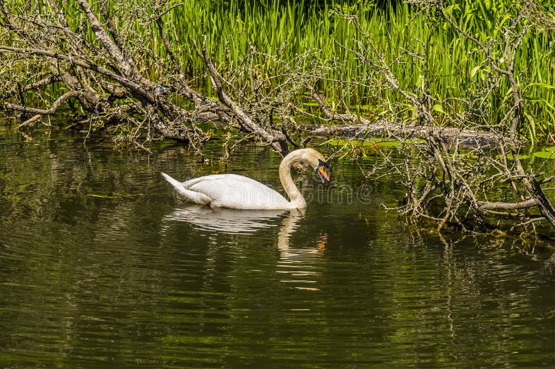 1,047 Swan Market Photos Free & Royalty-Free Stock Photos Dreamstime