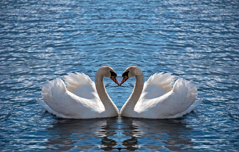 Dos cisne espejo apariencia cómo corazón.
