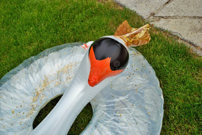 Swan inflatable floating in a backyard swimming pool royalty free stock image