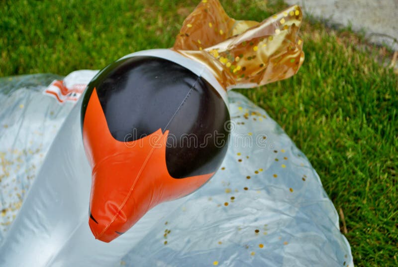 Swan inflatable floating in a backyard swimming pool stock images