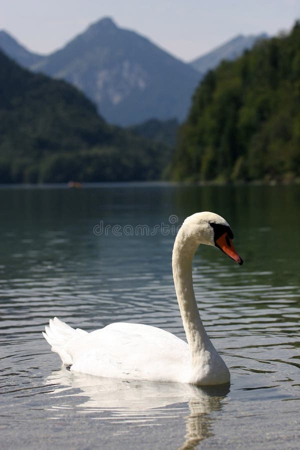 Swan Lake