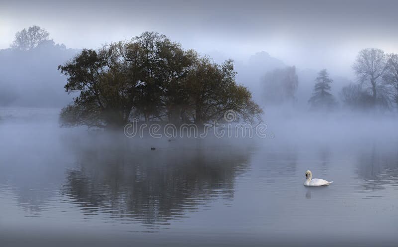The Swan lake royalty free stock photography The Swan lake royalty free stock photography